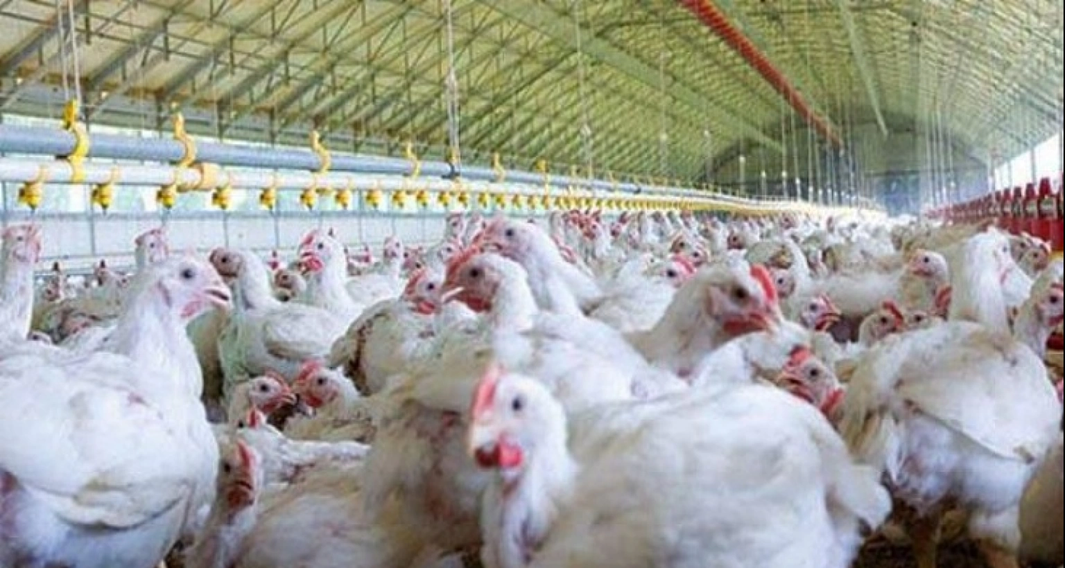 বাজারে ব্রয়লার মুরগির দাম বাড়ছে, বিপাকে ক্রেতারা